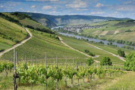 Newsletter Banner 12.10.2025 Auszeit in den Weinbergen