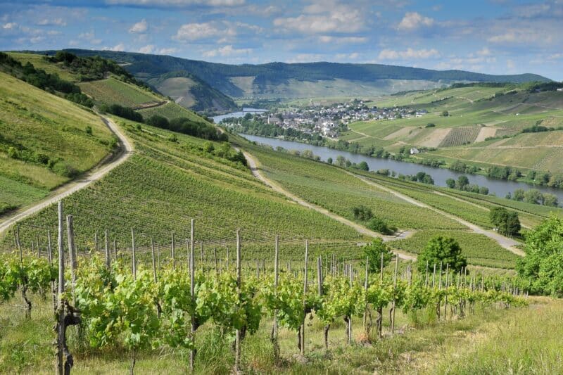 Newsletter Banner 12.10.2025 Auszeit in den Weinbergen