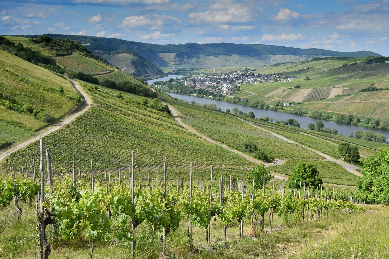 Newsletter Banner 12.10.2025 Auszeit in den Weinbergen